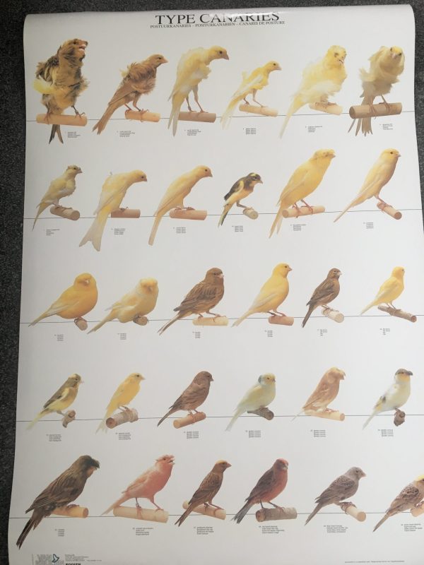 Canaries Canary Types Bird Poster - Ideal Gift & for Birdrooms